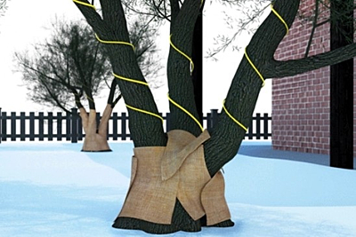 Vorstvrijlint planten